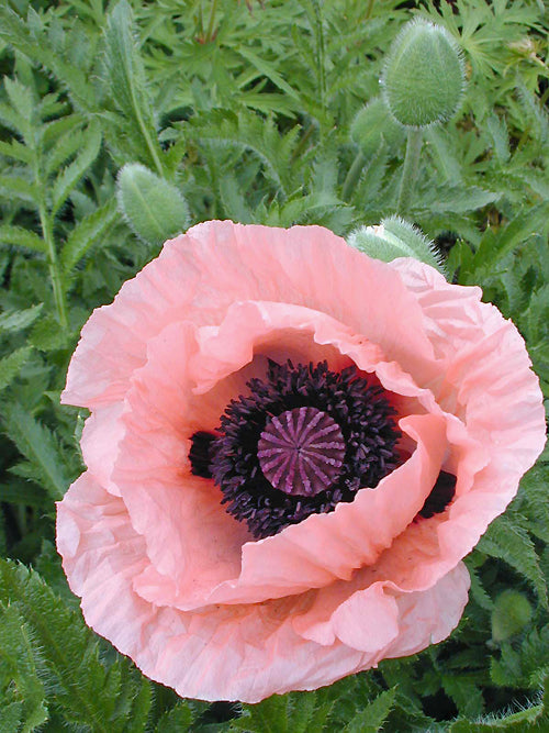 PAPAVER ORIENTALE 'MRS PERRY'