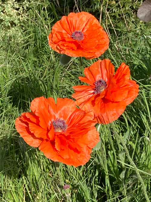 PAPAVER 'MAY QUEEN'