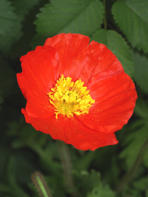 PAPAVER NUDICAULE 'PARTYFUN'