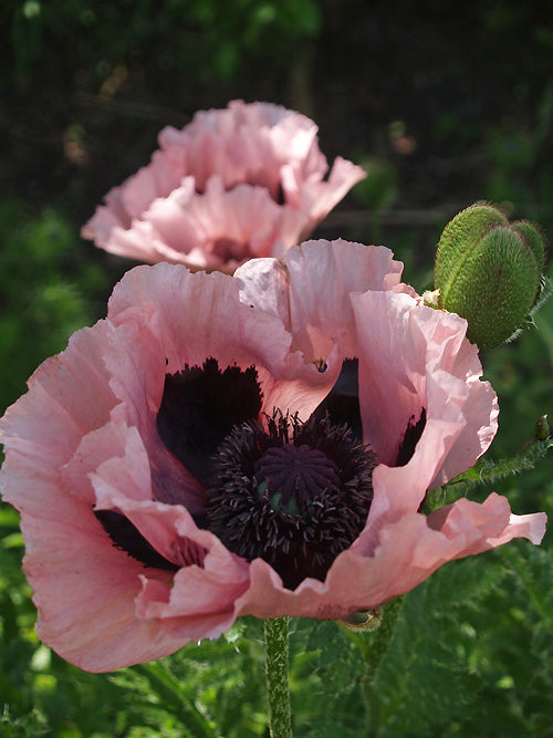 PAPAVER ORIENTALE 'HEWITT'S OLD ROSE'