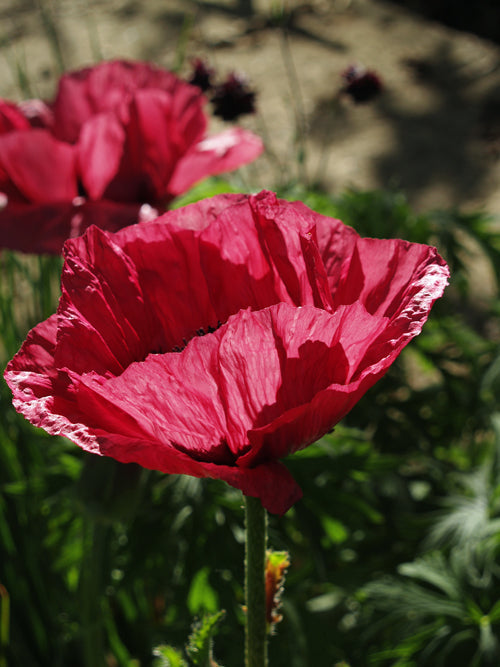 PAPAVER ORIENTALE 'MEDALLION'