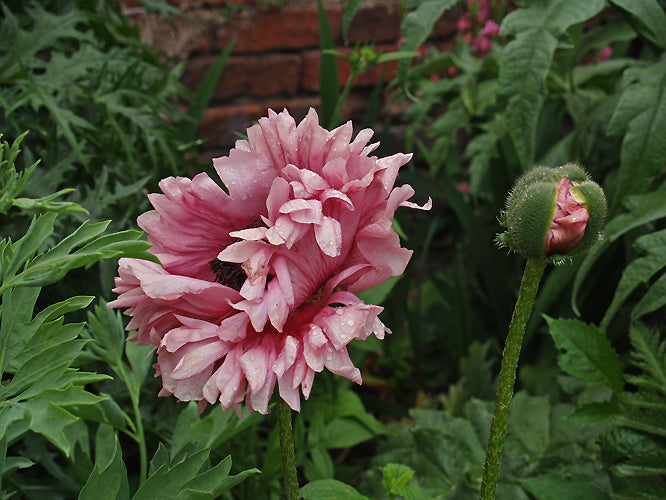 PAPAVER ORIENTALE 'RUFFLED PATTY'