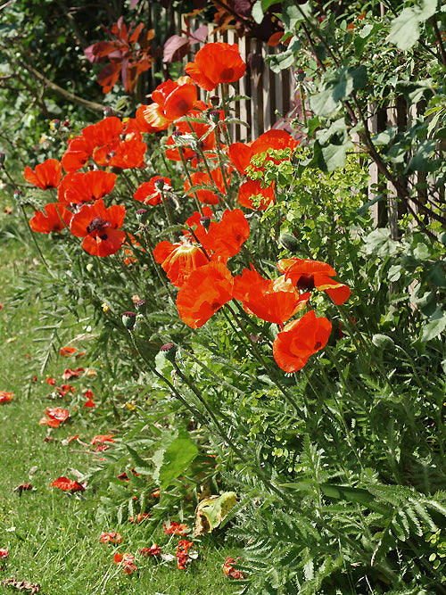PAPAVER ORIENTALE