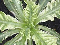 PAPAVER ORIENTALE 'PATTY'S PLUM'  VARIEGATED