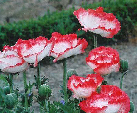 PAPAVER ORIENTALE 'PLACE PIGALLE'