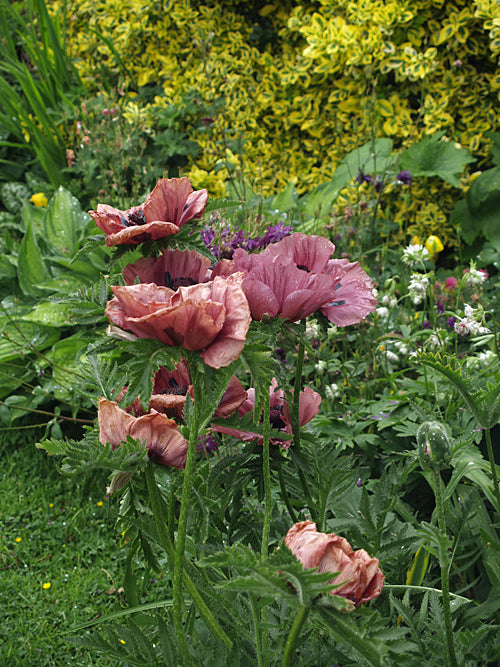 PAPAVER ORIENTALE 'PATTY'S PLUM'