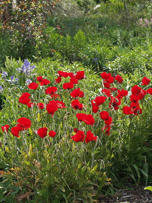 PAPAVER PALESTINUM
