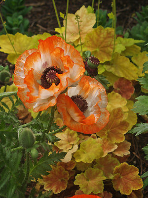 PAPAVER ORIENTALE 'PINNACLE'