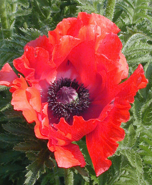 PAPAVER ORIENTALE 'REMBRANDT'