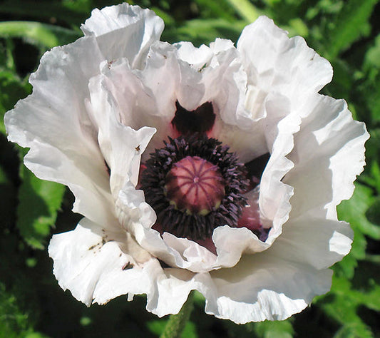 PAPAVER ORIENTALE 'ROYAL WEDDING'