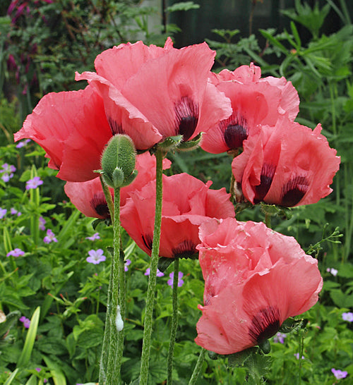 PAPAVER ORIENTALE 'RASPBERRY QUEEN'