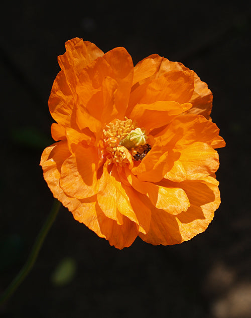 PAPAVER RUPIFRAGUM