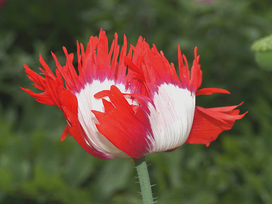 PAPAVER SOMNIFERUM 'DANEBORG LACED'