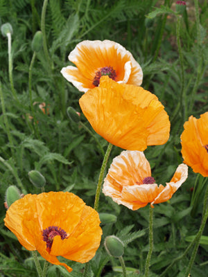 PAPAVER ORIENTALE 'SAFFRON'