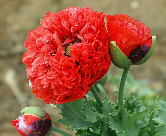 PAPAVER SOMNIFERUM PAEONIFLORUM SCARLET