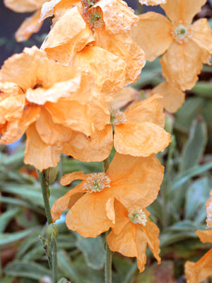 PAPAVER SPICATUM