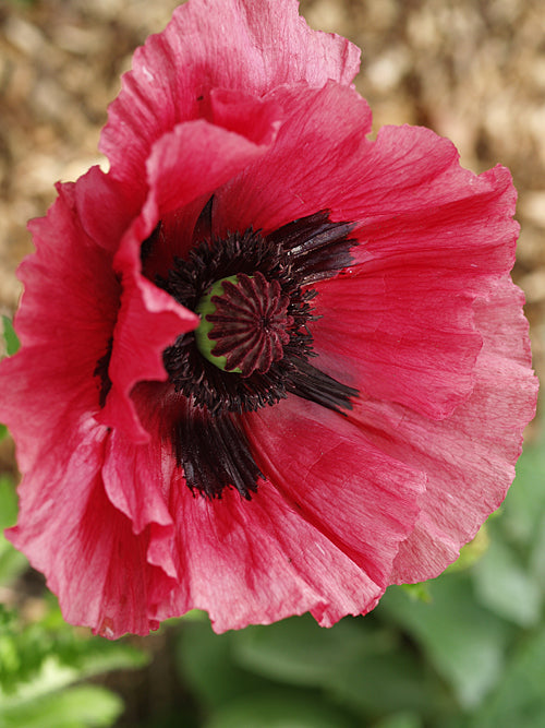 PAPAVER ORIENTALE 'TIFFANY'