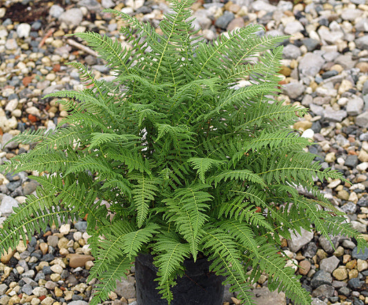 PARATHELYPTERIS BEDDOMEI