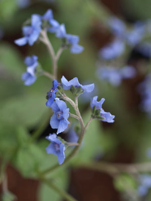 CYNOGLOSSUM COELESTINUM