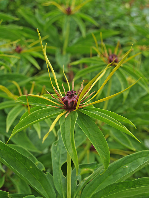 PARIS POLYPHYLLA