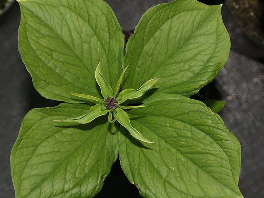 PARIS QUADRIFOLIA JMH 7993