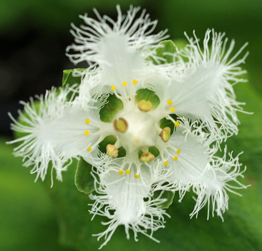 PARNASSIA FOLIOSA var.FOLIOSA