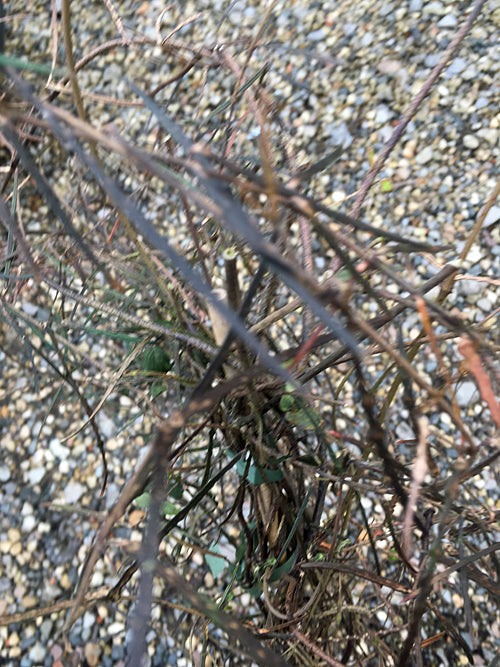 PARSONSIA HETEROPHYLLA
