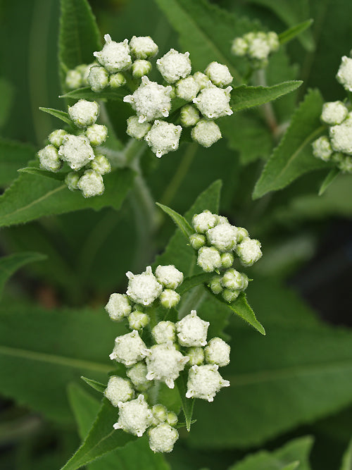 PARTHENIUM HISPIDUM