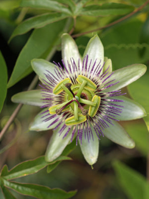 PASSIFLORA CAERULEA RCB RA-R-7