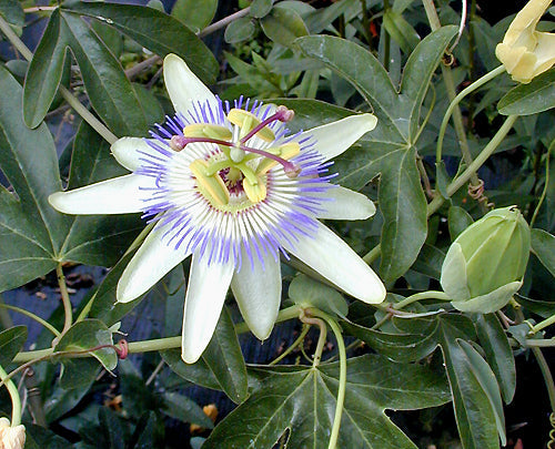 PASSIFLORA CAERULEA