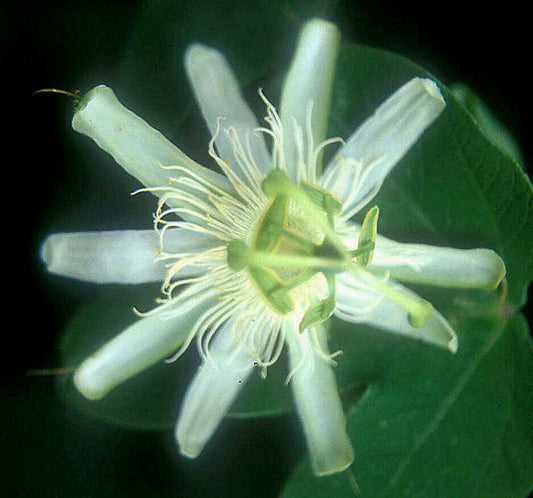 PASSIFLORA NAVICULATA RCB RA-P-12