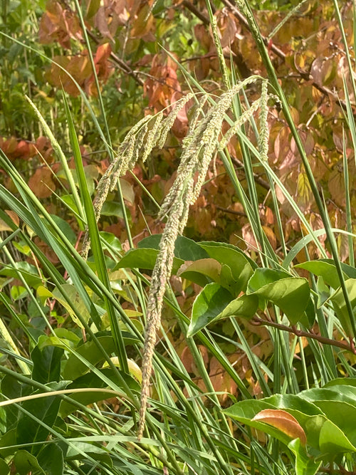 PASPALUM QUADRIFARIUM RCB RA-S-5