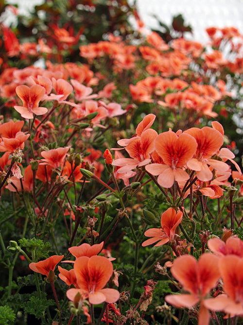 PELARGONIUM 'ANGEL EYES ORANGE'