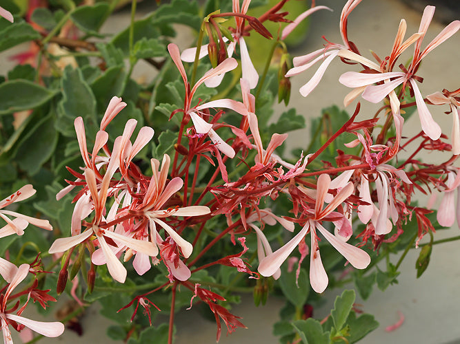 PELARGONIUM ACETOSUM