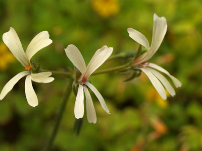 PELARGONIUM ARIDUM