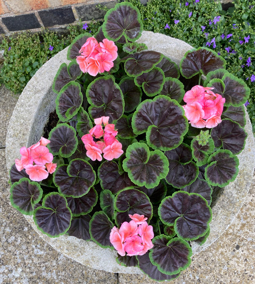 PELARGONIUM 'BLACK VELVET'