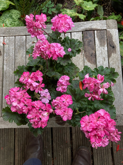 PELARGONIUM 'CARDINGTON'