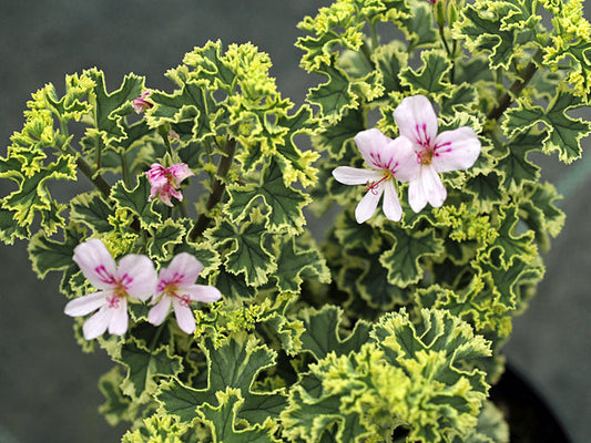 PELARGONIUM CRISPUM 'CY'S SUNBURST'