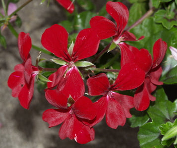 PELARGONIUM 'DARK-RED BLIZZARD'