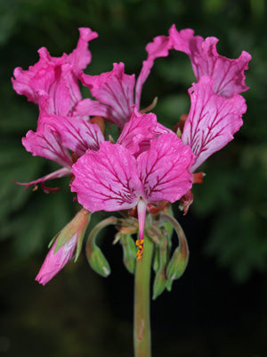 PELARGONIUM ENDLICHERIANUM