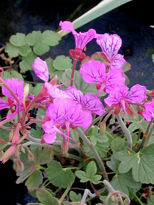 PELARGONIUM ENDLICHERIANUM SL.502
