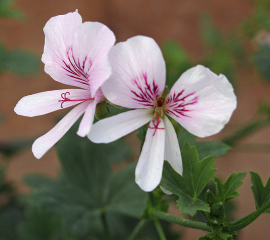 PELARGONIUM GRANDIFLORUM