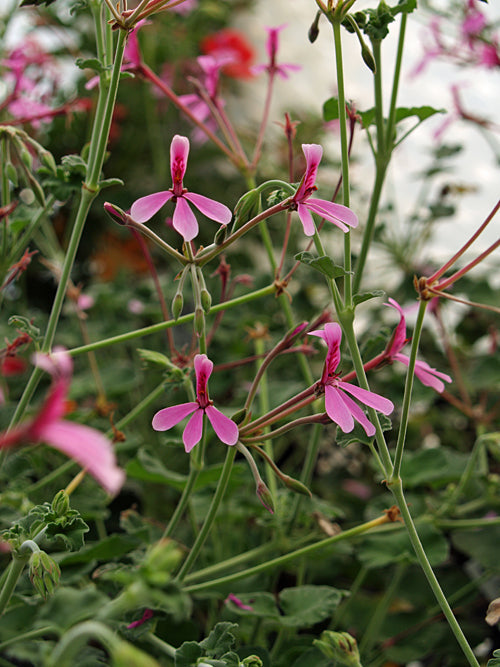 PELARGONIUM 'LAVENDER LINDY'