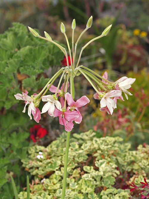 PELARGONIUM LURIDUM