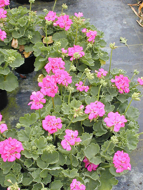 PELARGONIUM 'MELOSILVER'