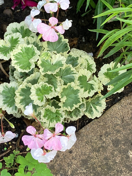 PELARGONIUM 'MRS.MAPPIN'
