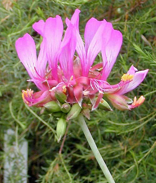 PELARGONIUM QUERCETORUM