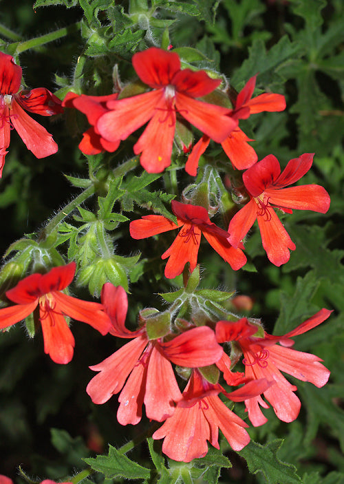 PELARGONIUM 'RED ROBIN'