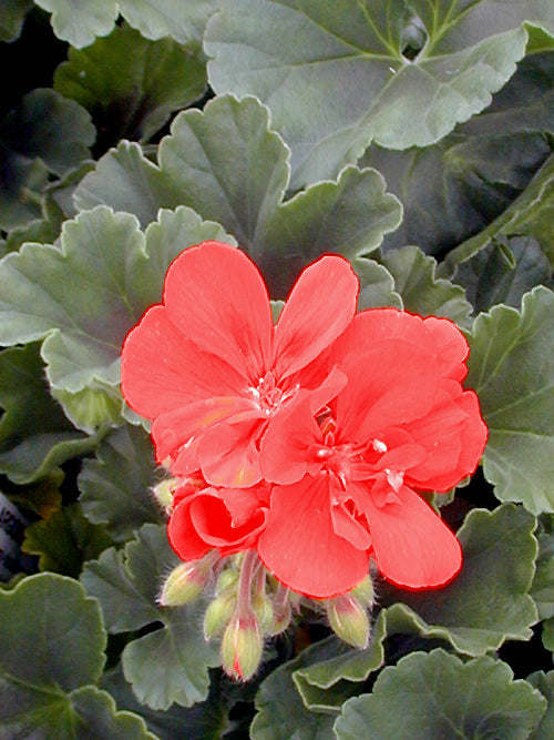 PELARGONIUM 'SHOWCASE SCARLET'