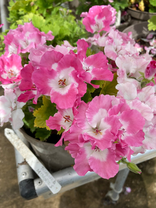 PELARGONIUM 'TREASURED MEMORIES'